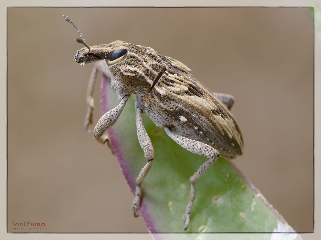 Curculionidae: Coniocleonus excoriatus